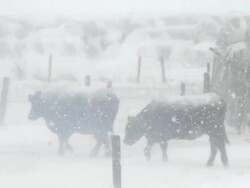 Cattle in snowstorm Stock Footage