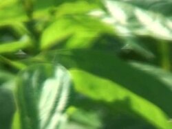 CLEAN: Reforestation project takes root in Peruvian Amazon News Clip