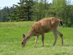 White tailed deer Stock Footage