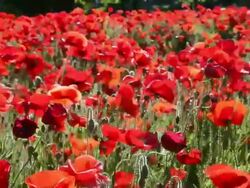The wind in a field of poppies Stock Footage