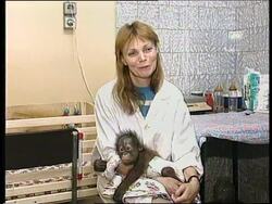 RUSSIA: ORANGUTANS GIVEN LESSONS IN GOOD PARENTING News Clip