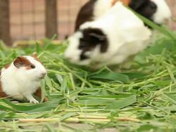 Guinea pigs eating Stock Footage