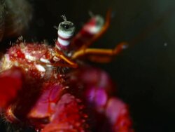 Pagurus bernhardus crab in the Abyss Stock Footage