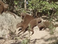 MS PAN Group of mongoose / Hoedspruit, South Africa Stock Footage