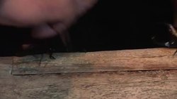 Beetle mania comes to town in Thailand Instructional Video