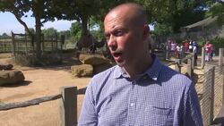 London zoo annual weigh-in of its animals News Clip