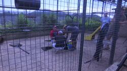 Malnourished monkeys rescued in SAfrica Instructional Video