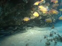 MS Shot of Striped eel-catfish school swimming or hiding below rock crevice with school of cardinal fish / Matola, Maputo, Mozambique Stock Footage