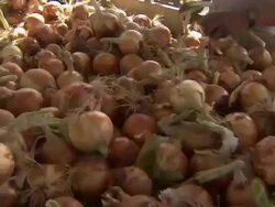 Close up of onions fresh from the field running through an outdoor conveyor belt with workers inspecting them. Stock Footage