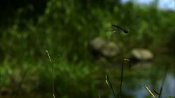 A dragonfly approaches slender stems and hovers there. Stock Footage