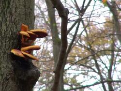 MS Shot of funcal infestation on tree in woodland / Freudenburg, Rhineland Palatinate, Germany Stock Footage