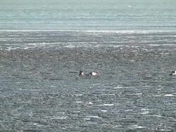 Duck in the intertidal zone Stock Footage