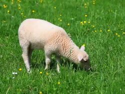 HD Little Lamb Grazing on Green Pasture Stock Footage