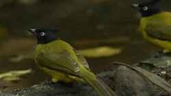 Birds of Thailand, Rain forest wildlife Stock Footage