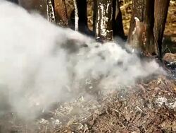 HD - Fire in the Forest Stock Footage