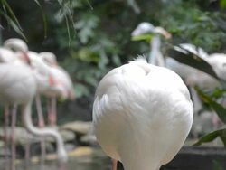 Flamingo not head in cloudy day Stock Footage