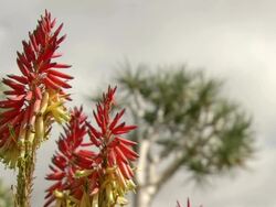 MS Shot of flowers of aloe clavivlora plant / Namaqualand, Northern Cape, South Africa Stock Footage