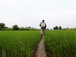 Farmer Spraying Stock Footage