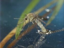Culex Mosquito, CU mosquito emerges from water Stock Footage