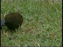 Dung beetle rolling dung ball over grass, South India Stock Footage
