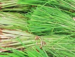 Rice seedlings,Tilt Down Stock Footage