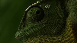 A green chameleon moves its eye. Stock Footage