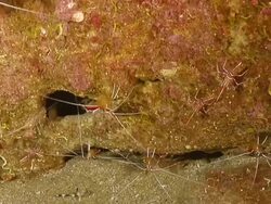 MS Shot of Several cleaner shrimp cleaning and walking over reef where single crab emerges briefly / Sodwana Bay, KwaZulu Natal, South Africa Stock Footage
