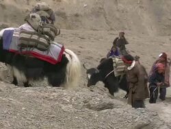 WS Yak and salt caravan leaving village for winter / Saldang village, High Himalayas, Upper Dolpo near Tibetan border, Nepal   Stock Footage