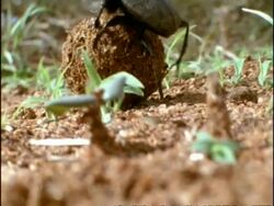 Dung Beetle, moves elephant dung ball along ground, Kenya, Africa Stock Footage