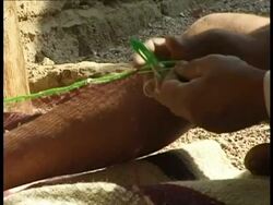 CU Bedouin man mending fishing net, Egypt Stock Footage