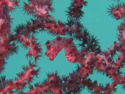 Camouflaged Pygmy seahorse (Hippocampus bargibanti) on gorgonian coral (Muricella plectana), Southern Visayas, Philippines Stock Footage