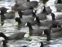 Coots Feeding Stock Footage