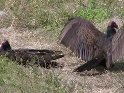 Pair of Vultures Stock Footage
