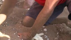 VOICED: Northern Cyprus offers safe haven for endangered turtles News Clip