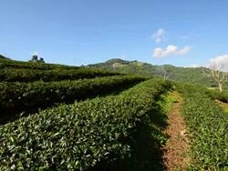 Tea Plantations "Mae Salong" Stock Footage