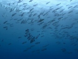 MS Midnight snapper school / Palau, Micronesia, Palau  Stock Footage