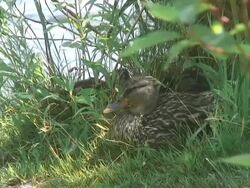 Duck in the grass Stock Footage