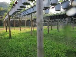 Water spray on an agricultural strawberry field, dolly shot Stock Footage