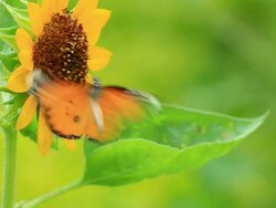 Butterfly Stock Footage