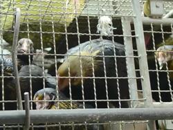 Chickens In The Cage Stock Footage
