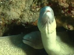 CU Geometric moray eels peering out from cave with rocks covered with bryozoan and swaying seaweed / Matola, Maputo, Mozambique Stock Footage