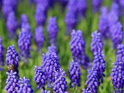 HD: Grape Hyacinths Stock Footage