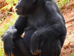 Chimpanzee Stock Footage