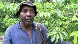 VOICED : Comoros ylang ylang the flower that revolutionised perfume News Clip