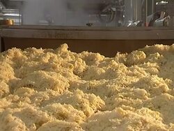 Pickled cabbage on conveyor line Stock Footage