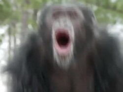 CU chimpanzee eating apple Stock Footage