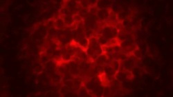 Red Blood Cells Background Stock Footage