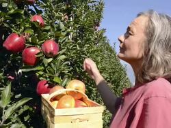 MS Shot of woman picking red apple from tree in basket / Merano, Trentino, South Tyrol, Italy Stock Footage
