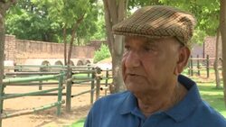 The majestic Marwari horse makes a come back News Clip