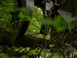 Hand held close up on feller buncher as it grabs a tree. Stock Footage